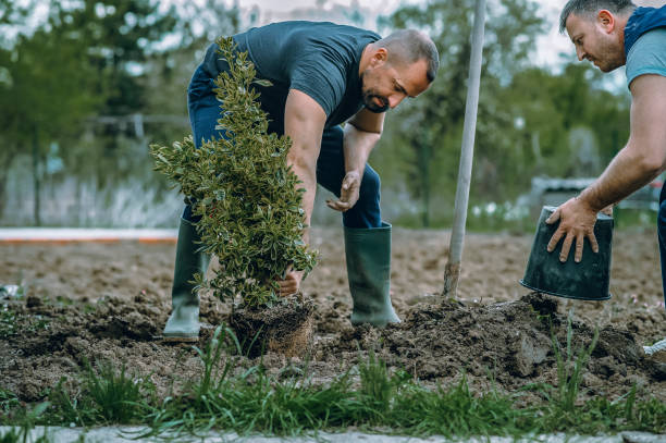 Best Hazardous Tree Removal  in Bellville, OH